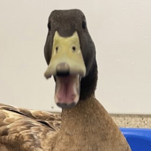 Avian